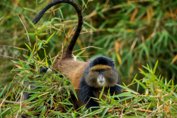 5-Day Uganda Primates and Wildlife Safari