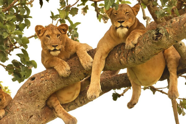 6-Day Gorillas, Chimps, and Queen Elizabeth Safari