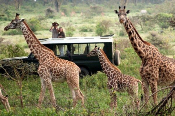 7-Day Classic Uganda Safari and Gorilla Trekking
