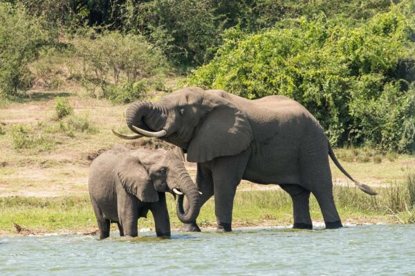 8-Day Uganda Primate and Wildlife Adventure