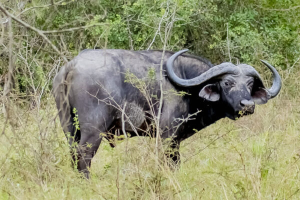 9-Day Rwanda Luxury Safari Package