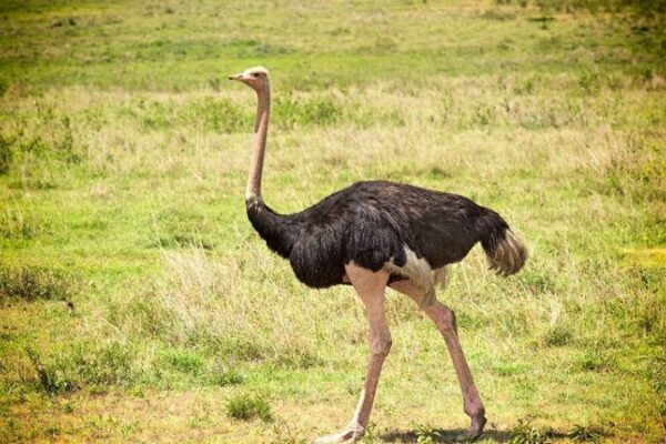 9-Day Uganda Gorilla and Northern Safari