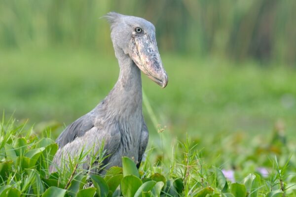 Birdwatching
