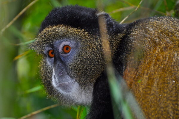 Golden Monkey Trekking