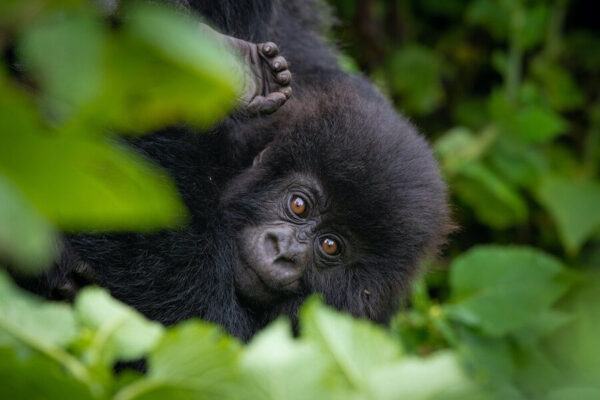 Gorilla Trekking