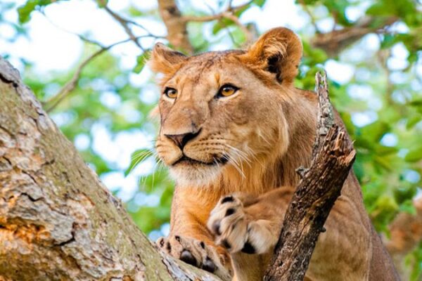 Lion Tracking Experience