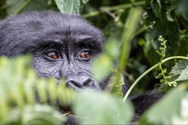 Rwanda Safaris