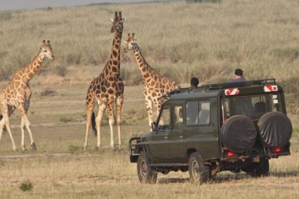 Rwanda Safaris