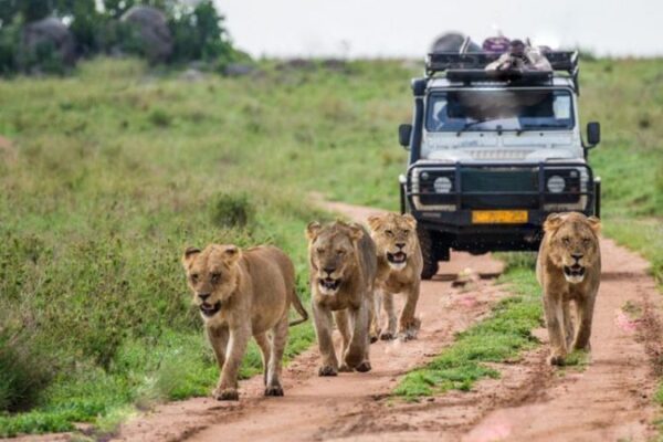 Uganda Safaris