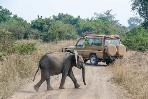 Wildlife Game Drives