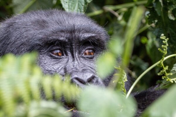 1-Day Gorilla Trekking Safari