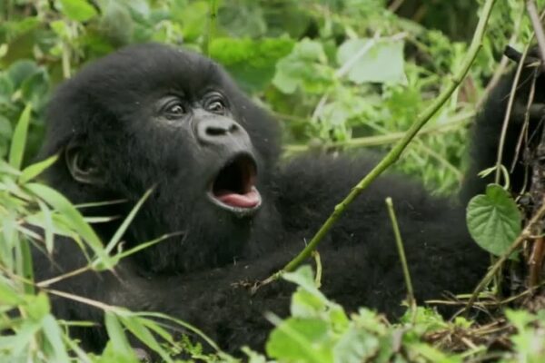 1-Day Gorilla Trekking Safari