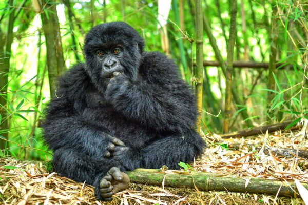 1-Day Gorilla Trekking Safari