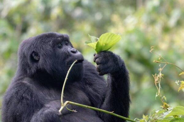 2-Day Uganda Gorilla Trekking 2-Day Uganda Gorilla Trekking