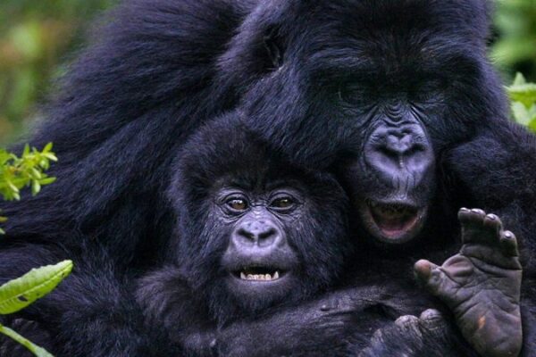 2-Day Uganda Gorilla Trekking 2-Day Uganda Gorilla Trekking