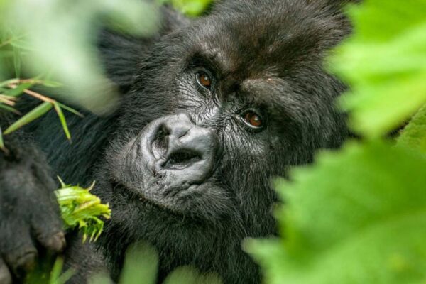 2-Day Uganda Gorilla Trekking 2-Day Uganda Gorilla Trekking