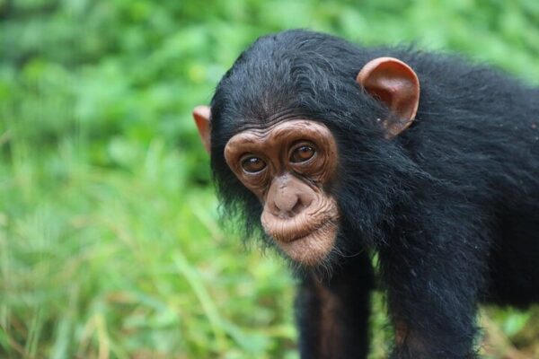 5-Day Uganda Safari