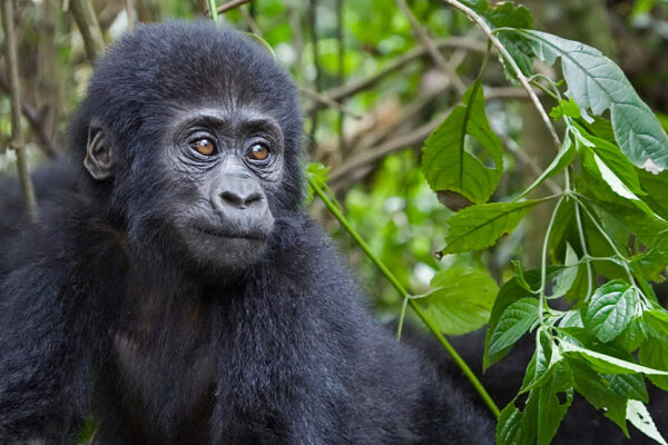 5-Day Uganda Safari