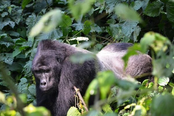 5-Day Uganda Safari