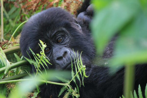7-Day Uganda Safari 7-Day Uganda Safari