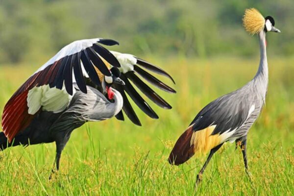 7-Day Uganda Safari 7-Day Uganda Safari