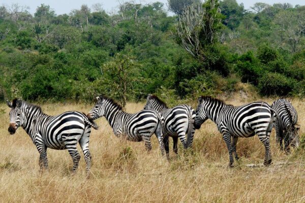 7-Day Uganda Safari 7-Day Uganda Safari