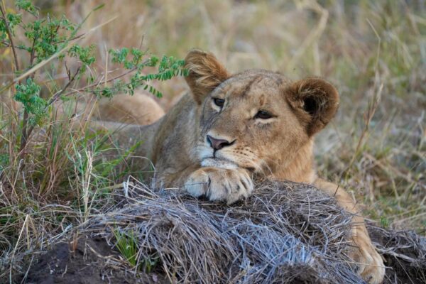 7-Day Uganda Safari 7-Day Uganda Safari