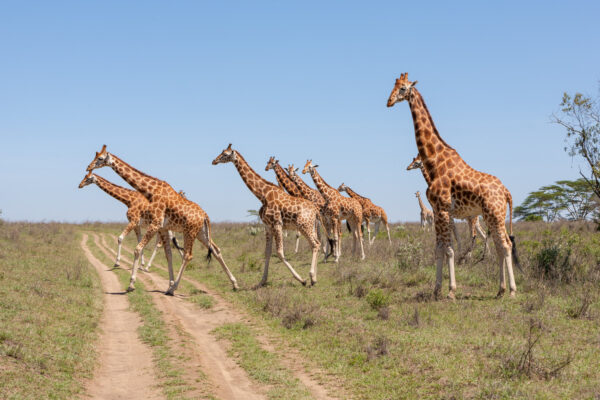 7-Day Uganda Safari 7-Day Uganda Safari