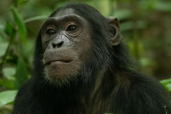 Chimpanzee Tracking and Canopy Walk Chimpanzee Tracking and Canopy Walk