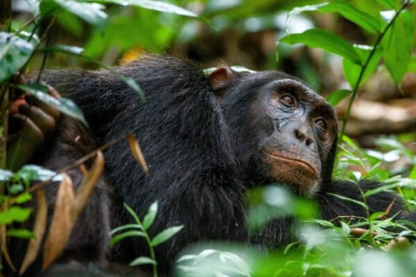 Chimpanzee Tracking and Canopy Walk Chimpanzee Tracking and Canopy Walk