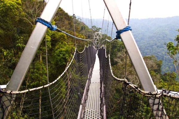 Chimpanzee Tracking and Canopy Walk Chimpanzee Tracking and Canopy Walk