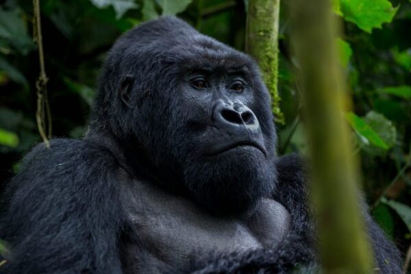 Gorilla Trek at Bwindi