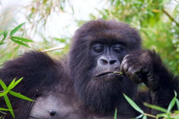 Gorilla Trek at Bwindi