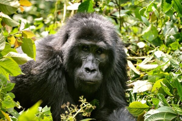 Gorilla Trekking