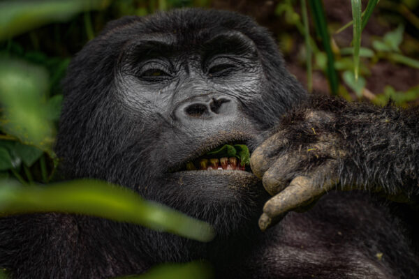 Gorilla Trekking and Batwa