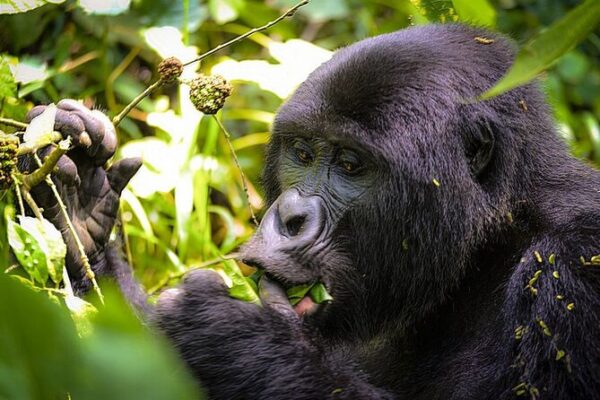 Gorilla Trekking and Batwa