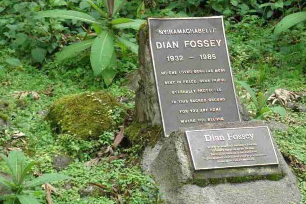 Gorilla Trekking and Dian Fossey Gorilla Trekking and Dian Fossey