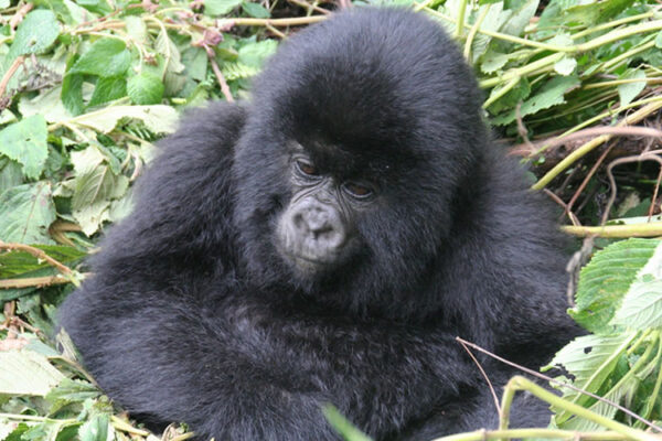Gorilla Trekking and Dian Fossey Gorilla Trekking and Dian Fossey