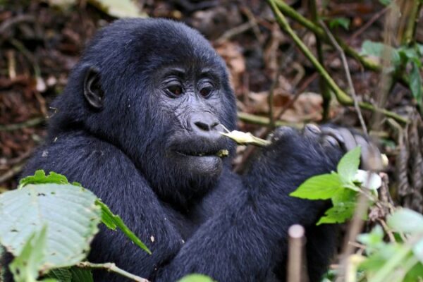 Gorillas and Lake Bunyonyi Gorillas and Lake Bunyonyi