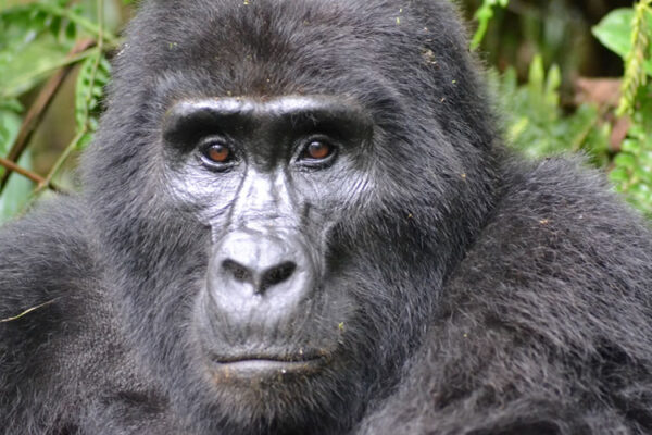 Gorillas and Lake Bunyonyi Gorillas and Lake Bunyonyi