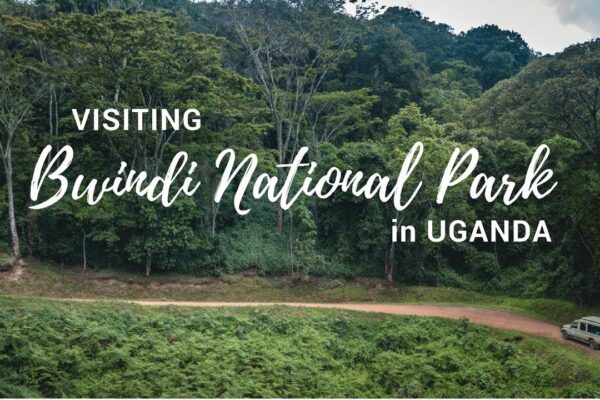 Bwindi Impenetrable National Park