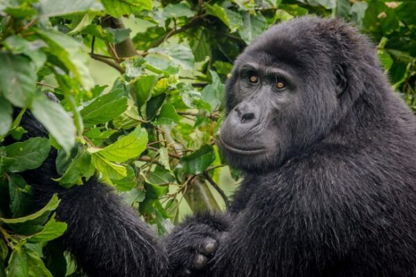 Bwindi Impenetrable National Park