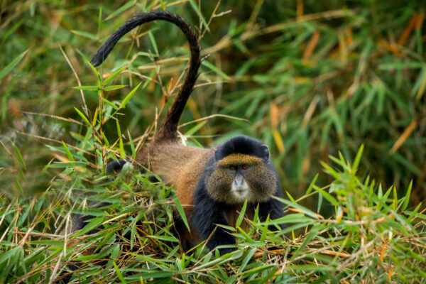 Golden Monkeys and Lake Kivu