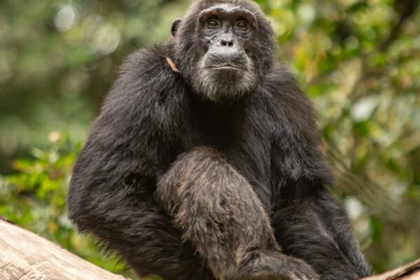 Kibale National Park