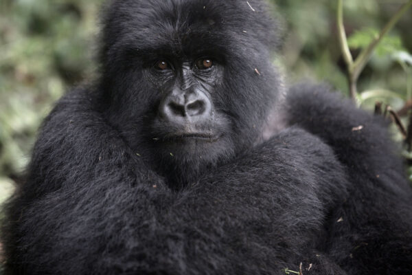Rwanda Gorillas