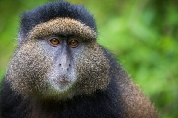 Volcanoes Gorilla and Golden Monkey