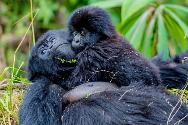 Volcanoes Gorilla and Golden Monkey Volcanoes Gorilla and Golden Monkey