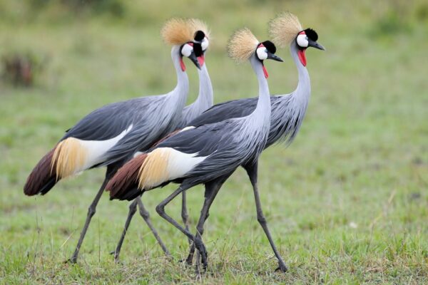 10-Day Uganda Birding & Wildlife Safari