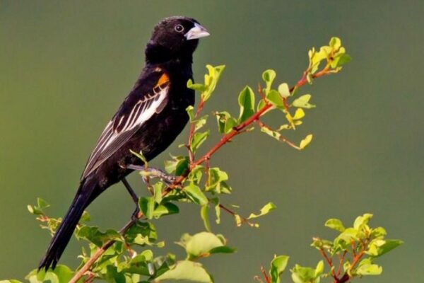 14-Day Uganda Comprehensive Birding Safari