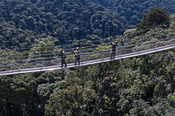 3-Day Nyungwe Forest Hiking & Primate Adventure